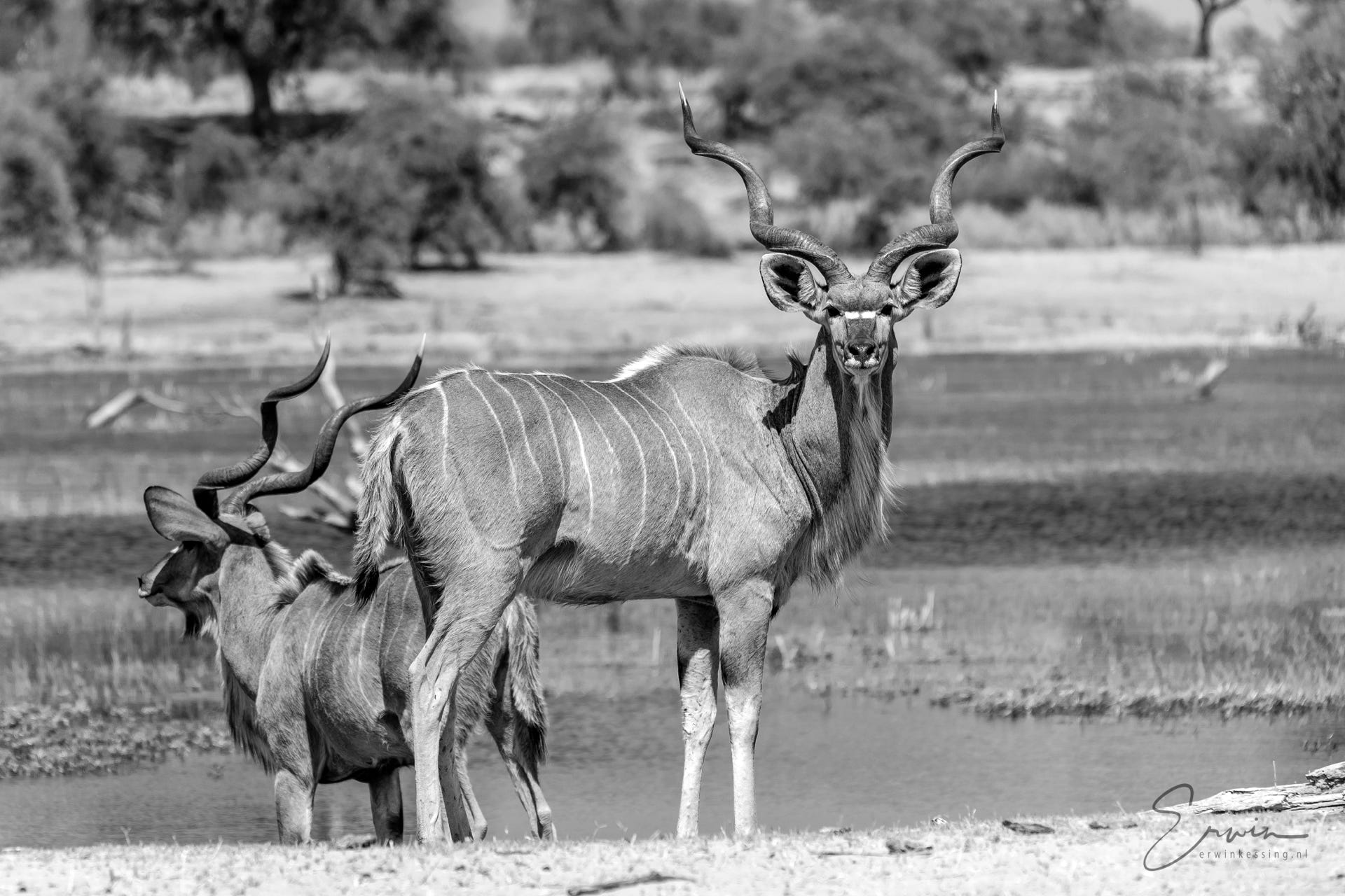 botswana