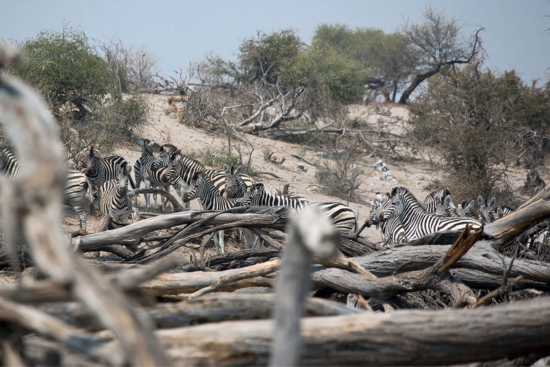 zebra