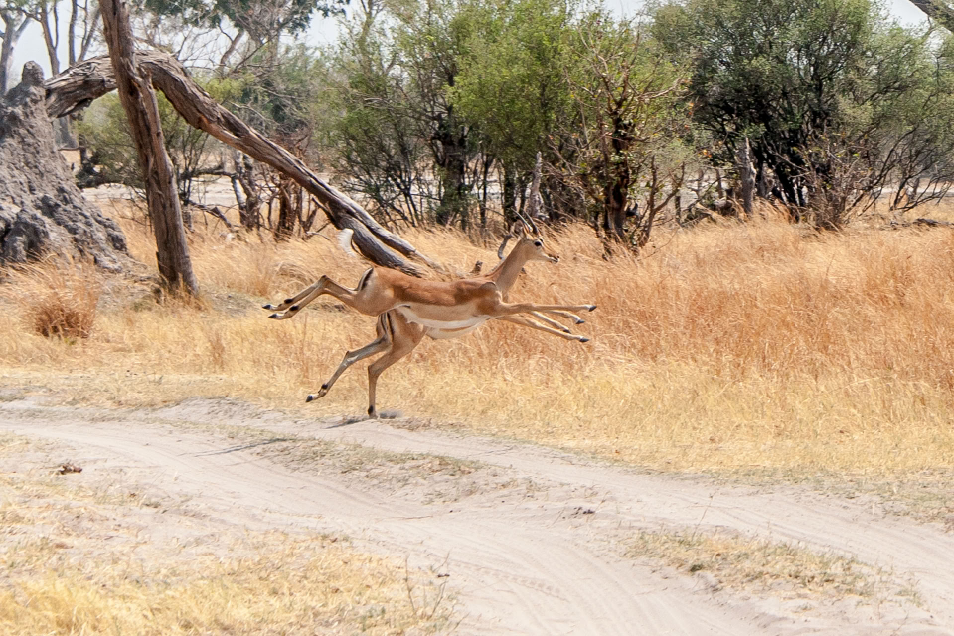 wildlife