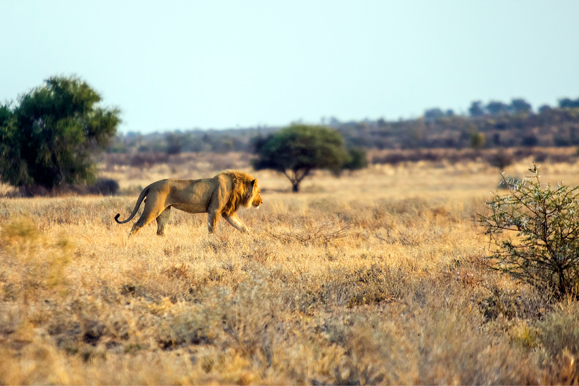 lion