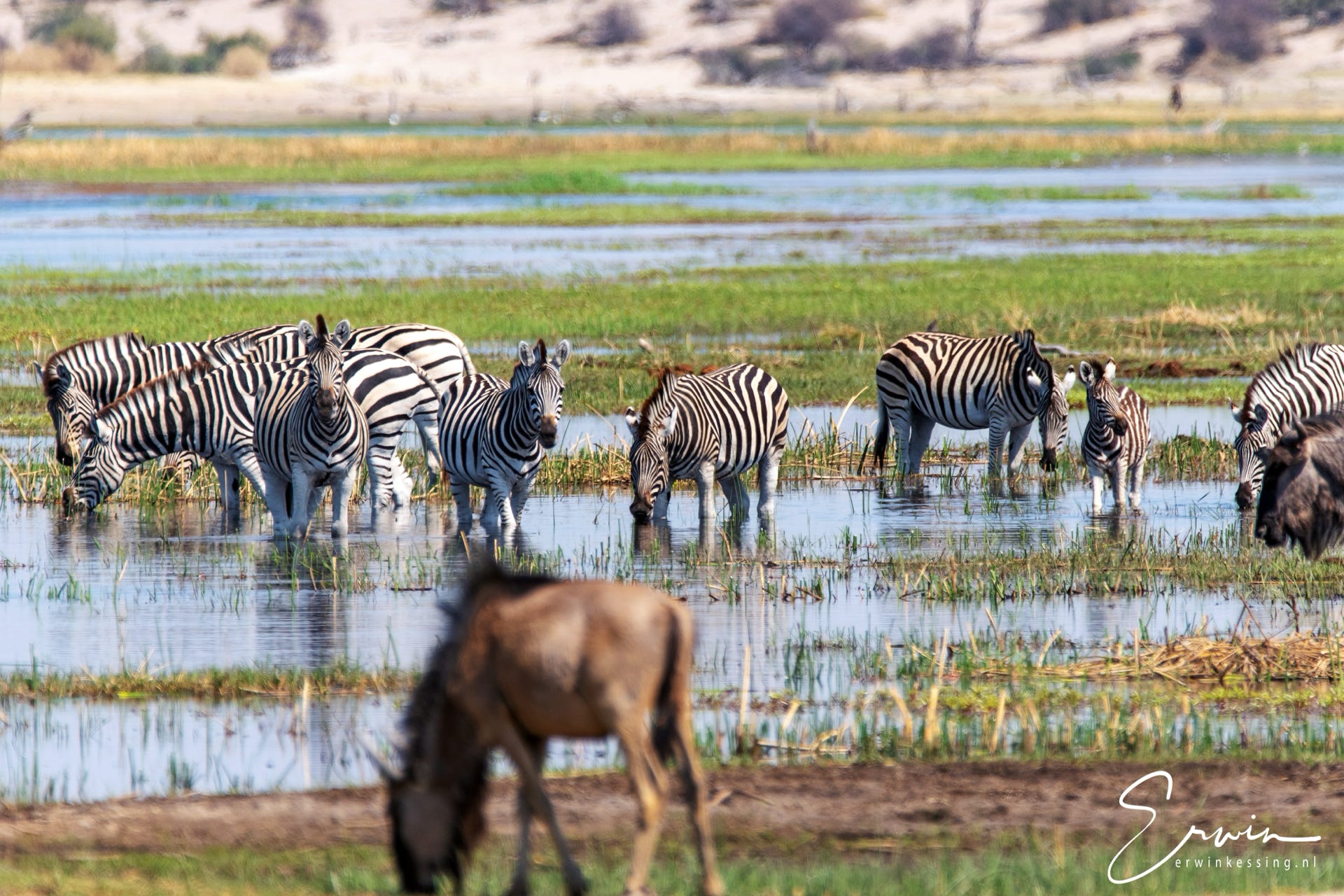 botswana